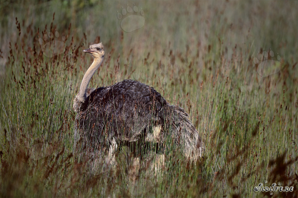Maestoso struzzo africano nella natura selvaggia dell'Eastern Cape