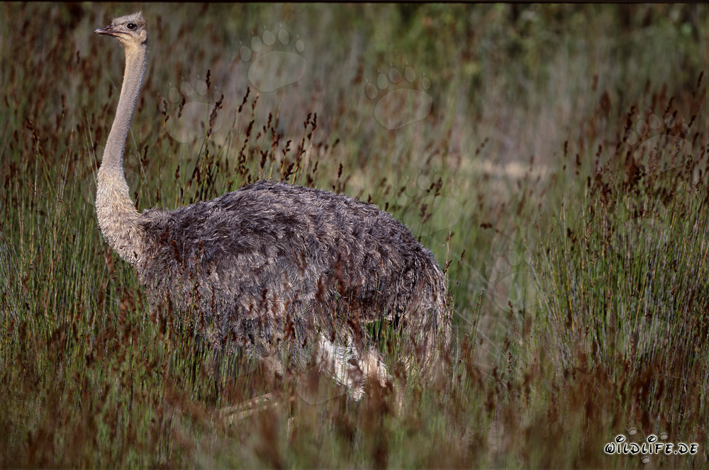 Majestic African Ostrich in the Wilderness