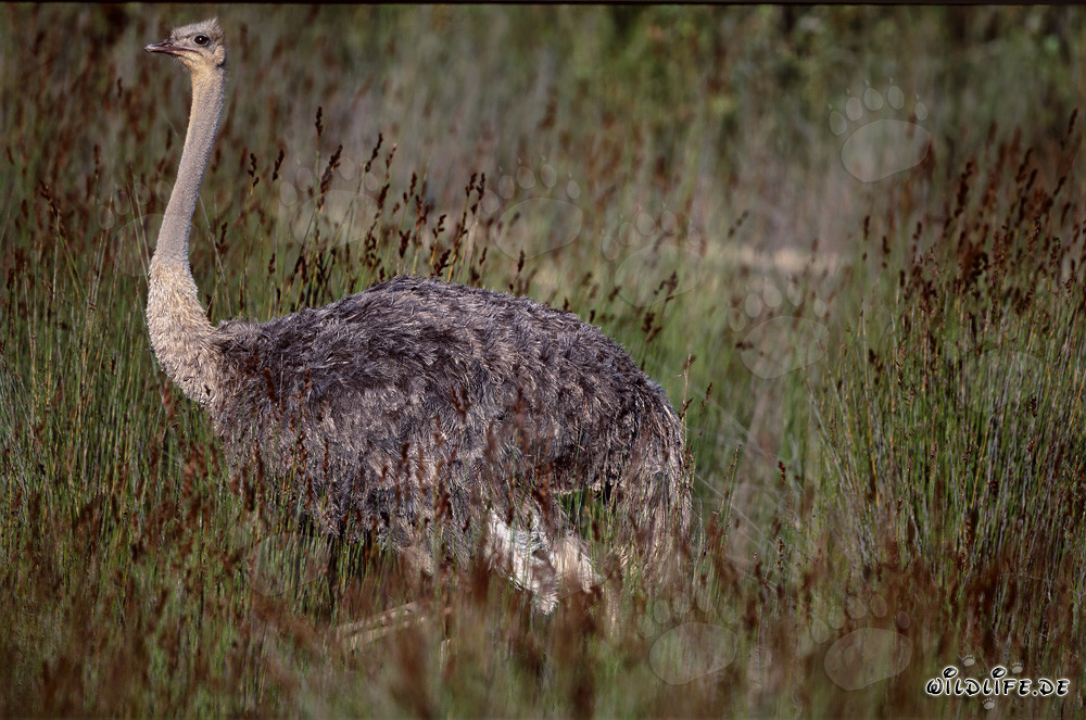Autruche africaine majestueuse dans la nature sauvage