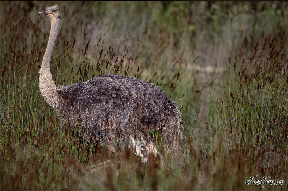 Avestruz africana majestuosa en la naturaleza salvaje
