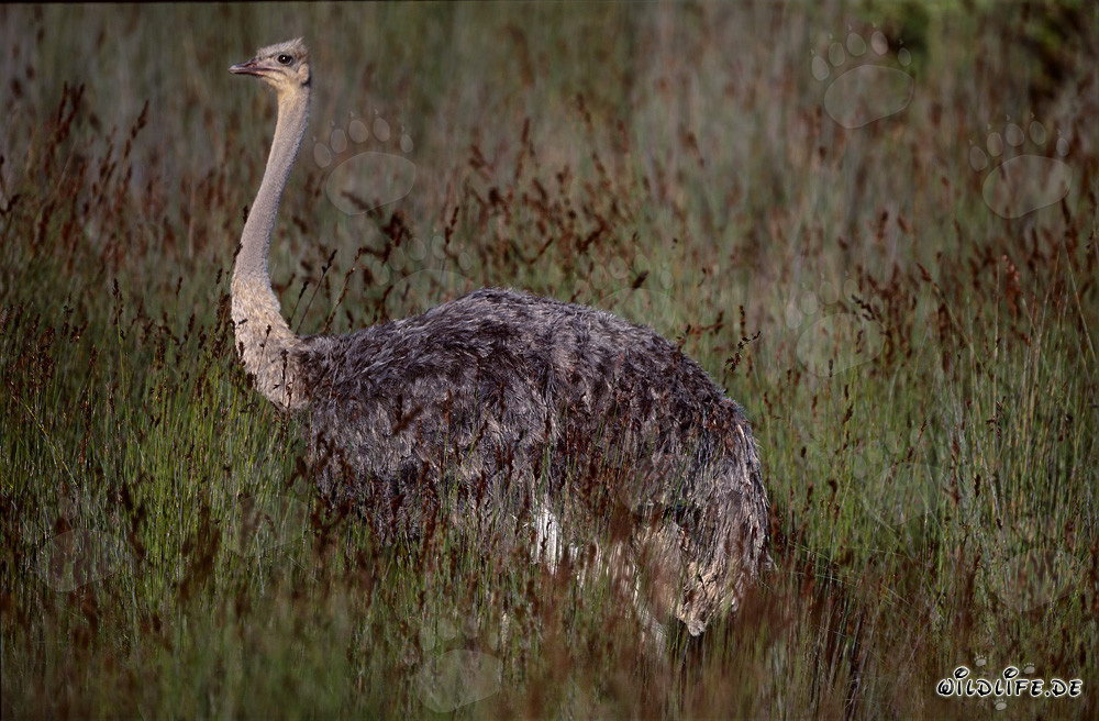 African Ostrich in the Addo Elephant National Park