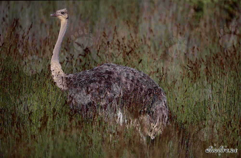 Afrikanischer Strauß im Addo Elephant Nationalpark