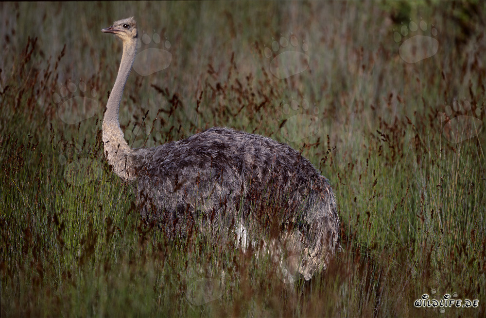 Avestruz africana en el Parque Nacional de Elefantes de Addo