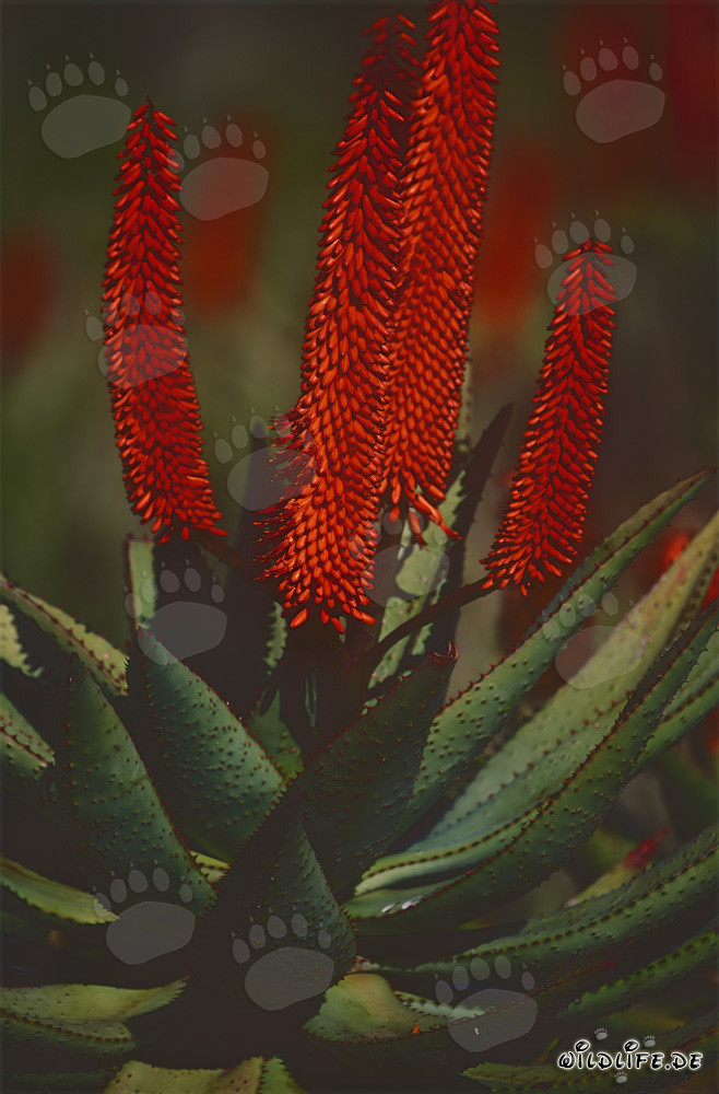 Aloe Ferox - The Healing Power of the Cape Aloe