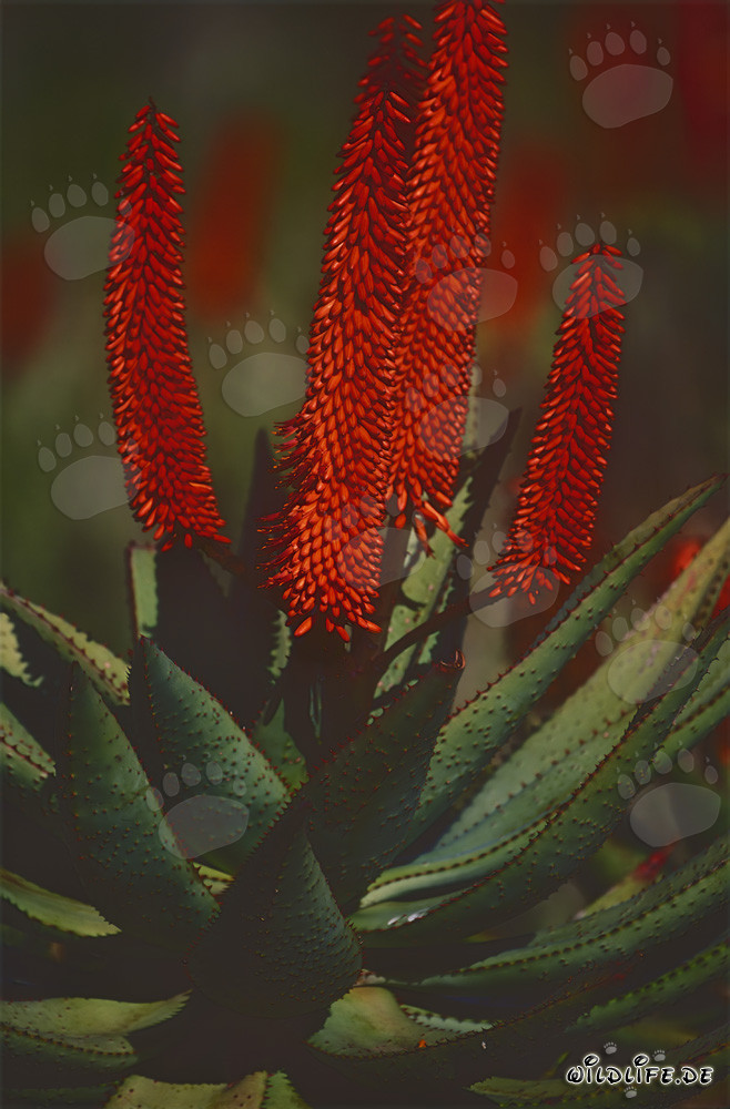 Aloe Ferox - Die heilende Kraft der Kap-Aloe