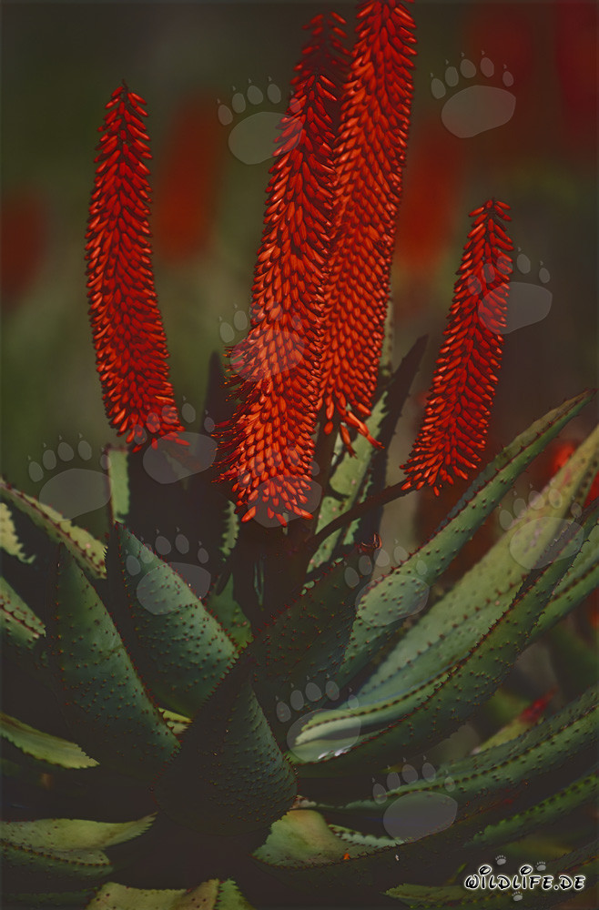Aloe Ferox - El poder curativo del Aloe del Cabo