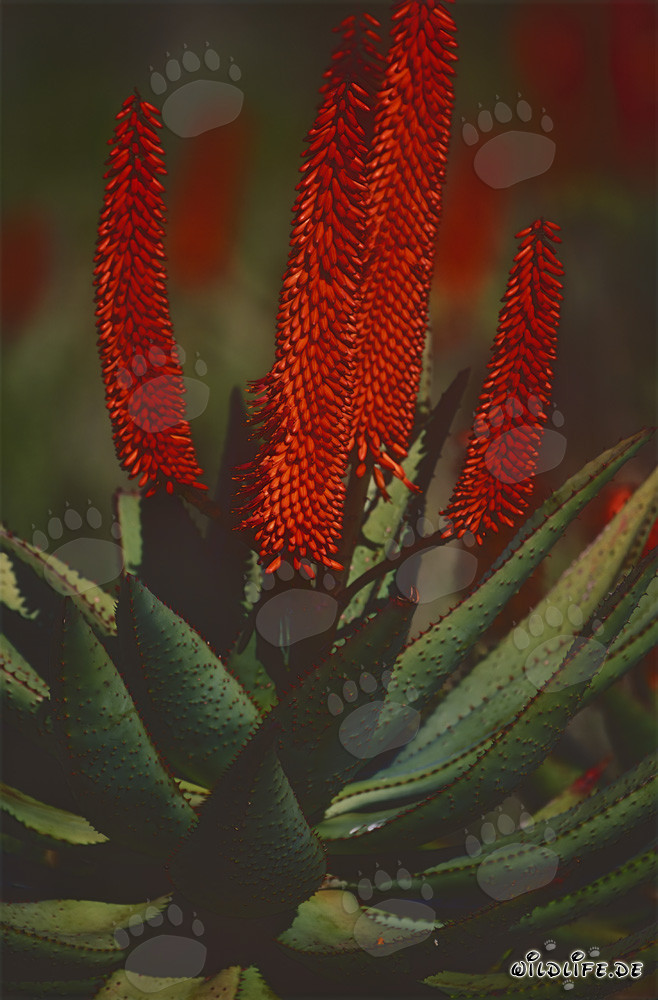 Aloe Ferox - Il potere curativo dell'Aloe del Capo