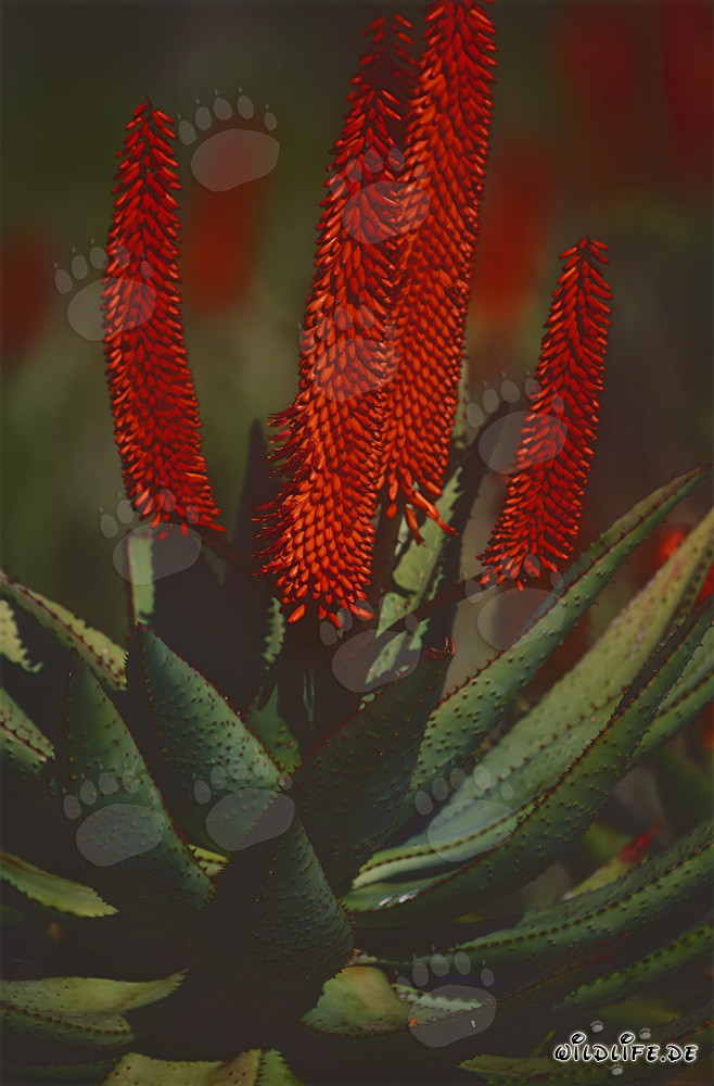 Aloe Ferox - Le pouvoir curatif de l'Aloe du Cap