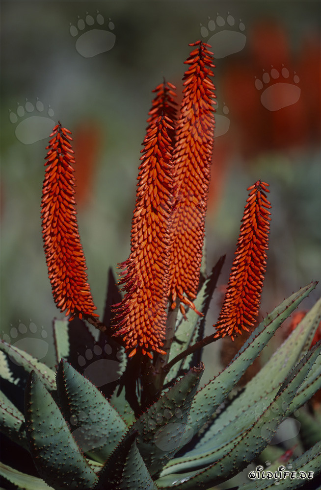 Atemberaubender Blick auf die blühende Aloe Ferox in Südafrika