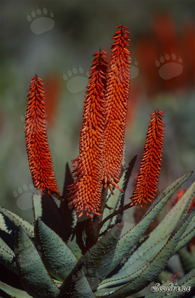 Vista mozzafiato dell'Aloe Ferox in fiore in Sudafrica