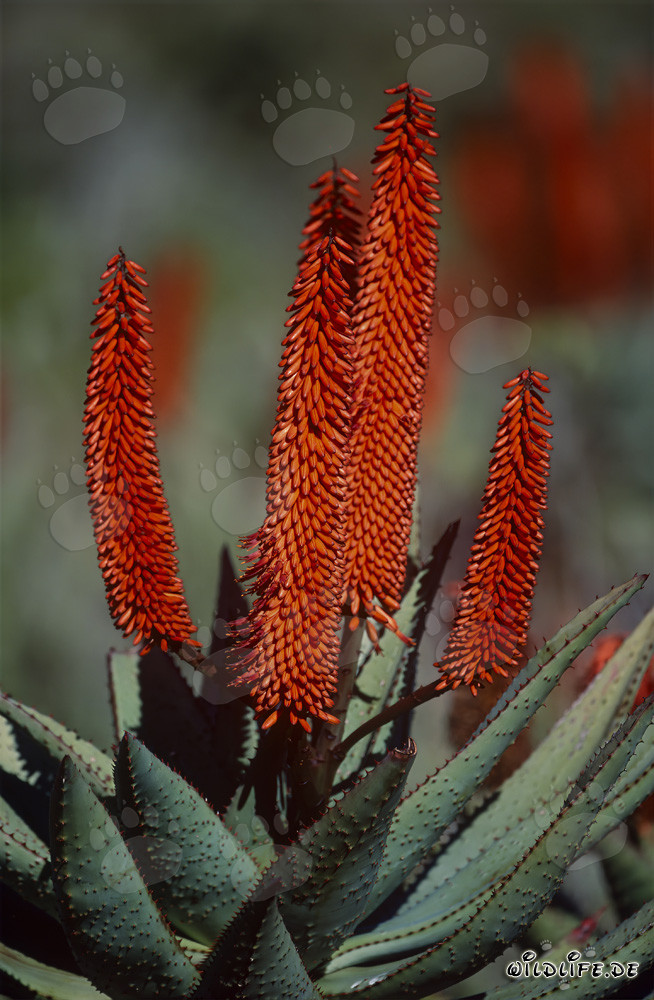 Vue imprenable sur l'Aloe Ferox en fleurs en Afrique du Sud