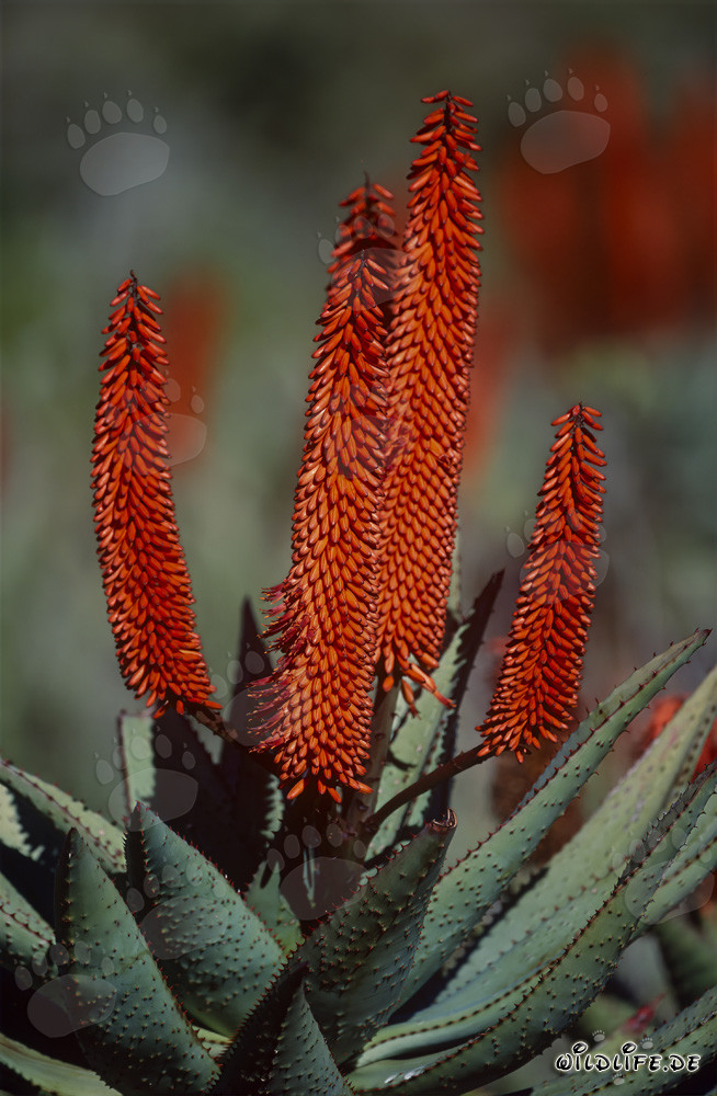Impresionante vista de la Aloe Ferox floreciente en Sudáfrica
