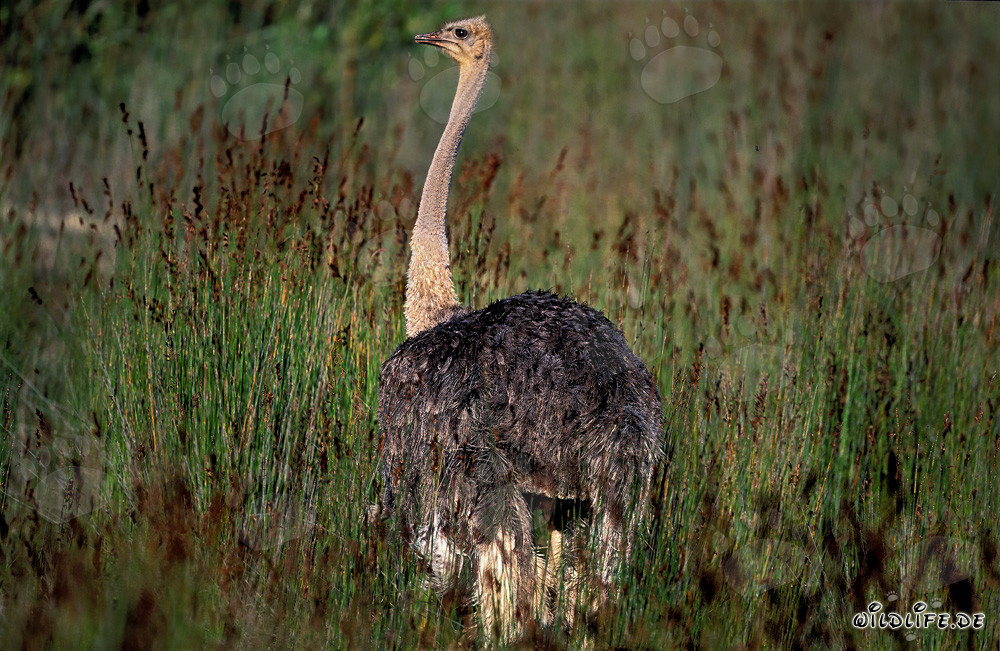 Avestruz africana majestuosa en la hierba alta (Struthio camelus australis)