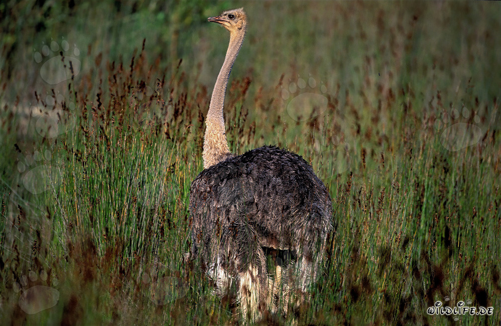 Maestoso struzzo africano nell'erba alta (Struthio camelus australis)