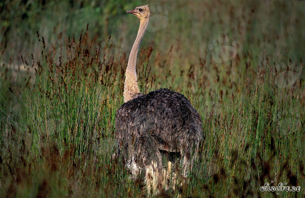 Majestätischer afrikanischer Strauß im hohen Gras (Struthio camelus australis)