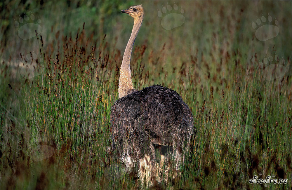 Majestic ostrich in the tall grass (Struthio camelus australis)