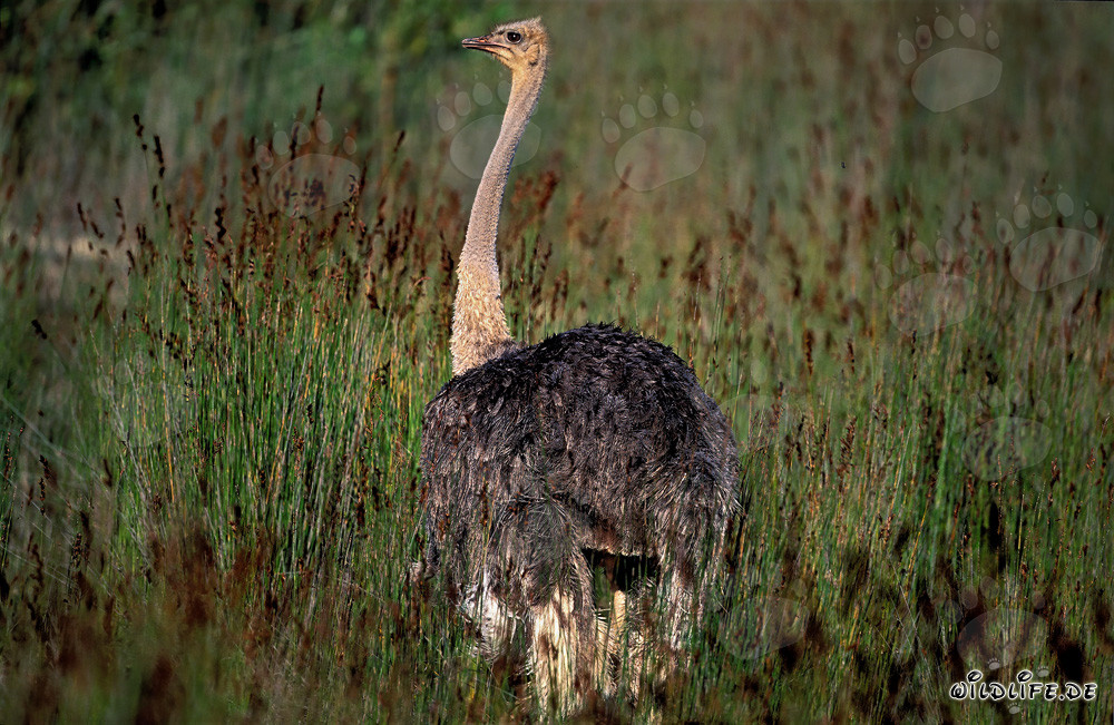 Autruche africaine majestueuse dans les hautes herbes (Struthio camelus australis)