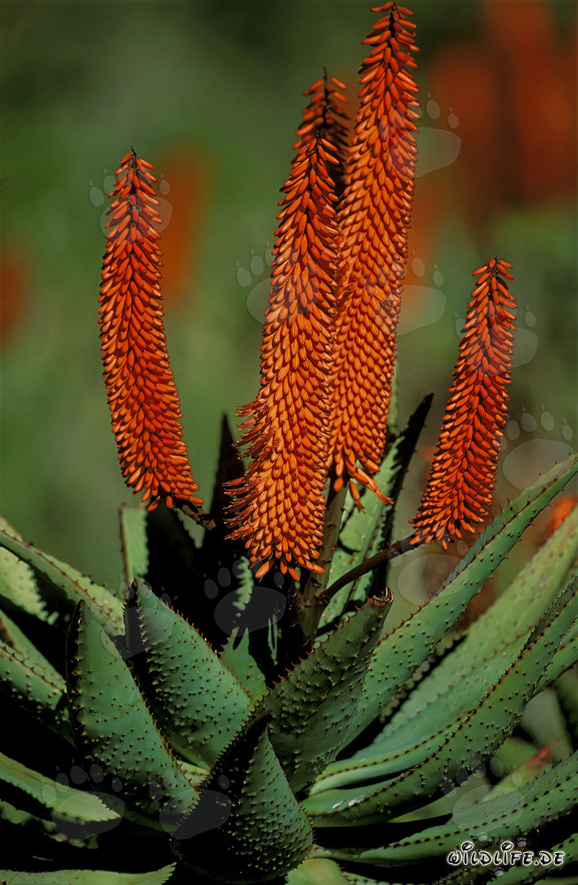 Aloe Ferox en fleurs (Aloe barbadensis) dans la région du Cap occidental, Afrique du Sud
