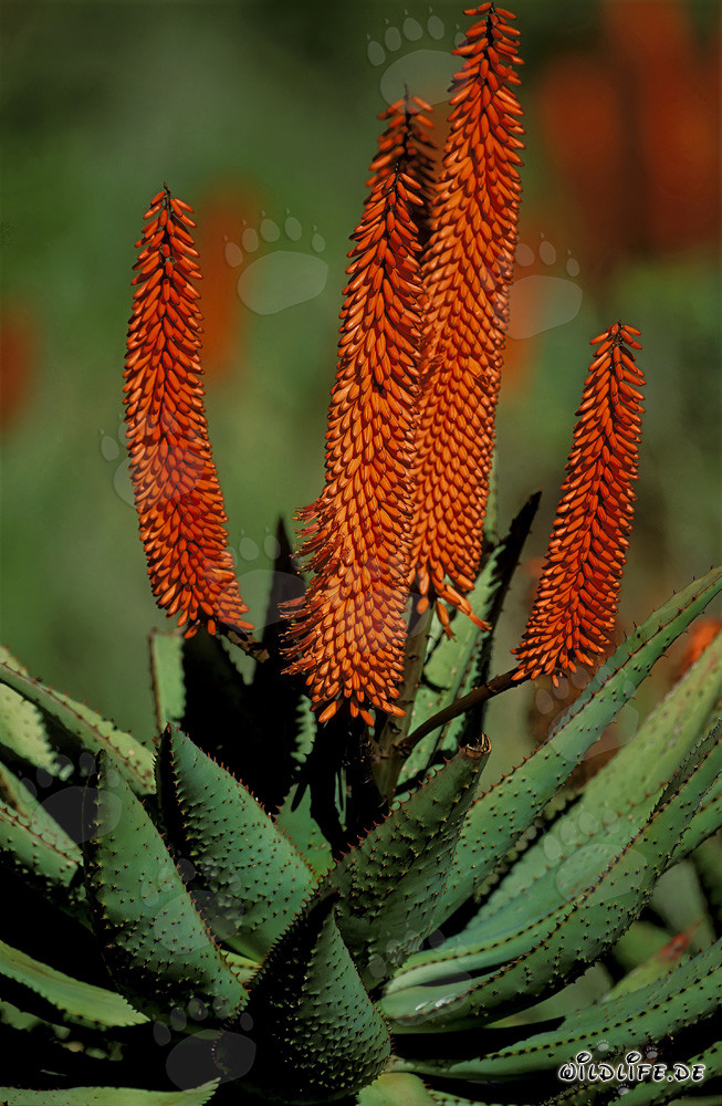 Aloe Ferox fiorita (Aloe barbadensis) nella regione del Western Cape, Sudafrica