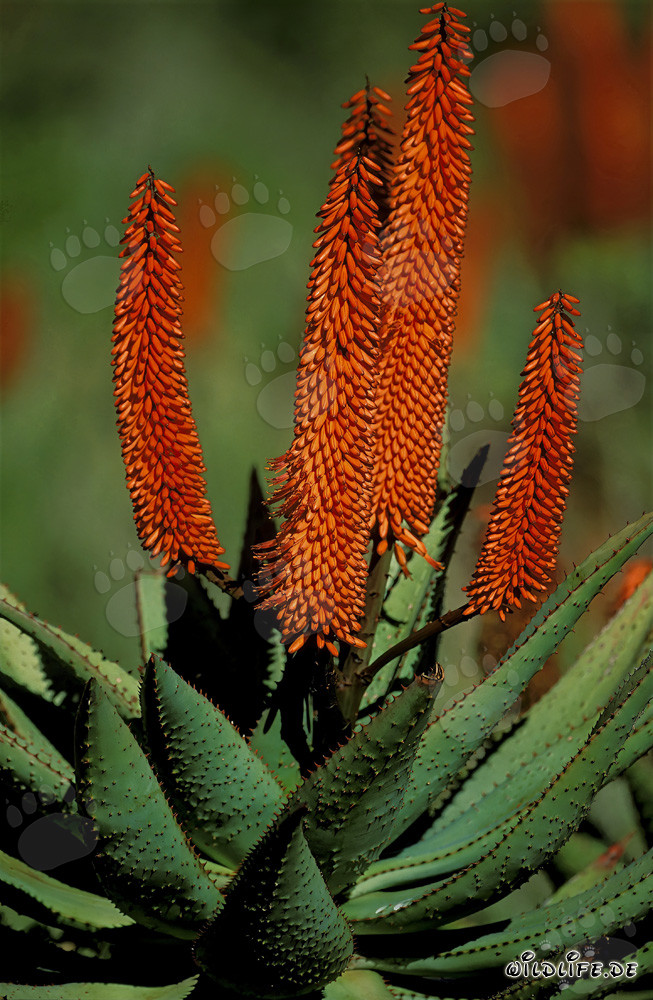 Blooming Aloe Ferox (Aloe barbadensis) in the Western Cape Region, South Africa