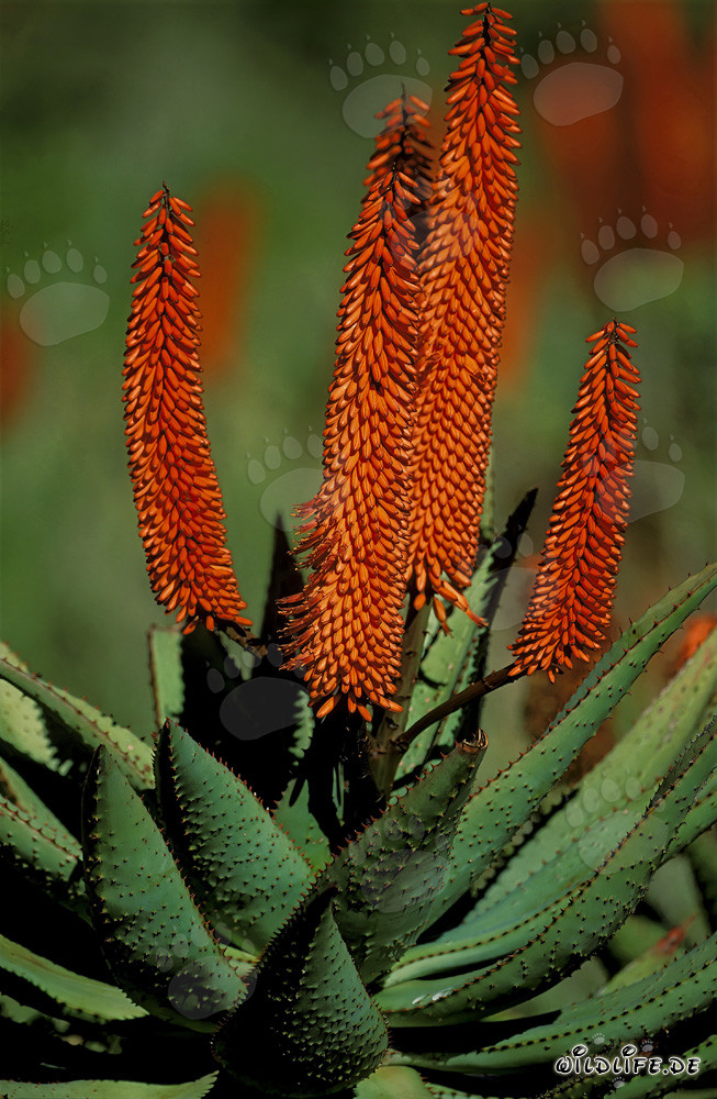 Blühende Aloe Ferox (Aloe barbadensis) in der Western Cape Region, Südafrika