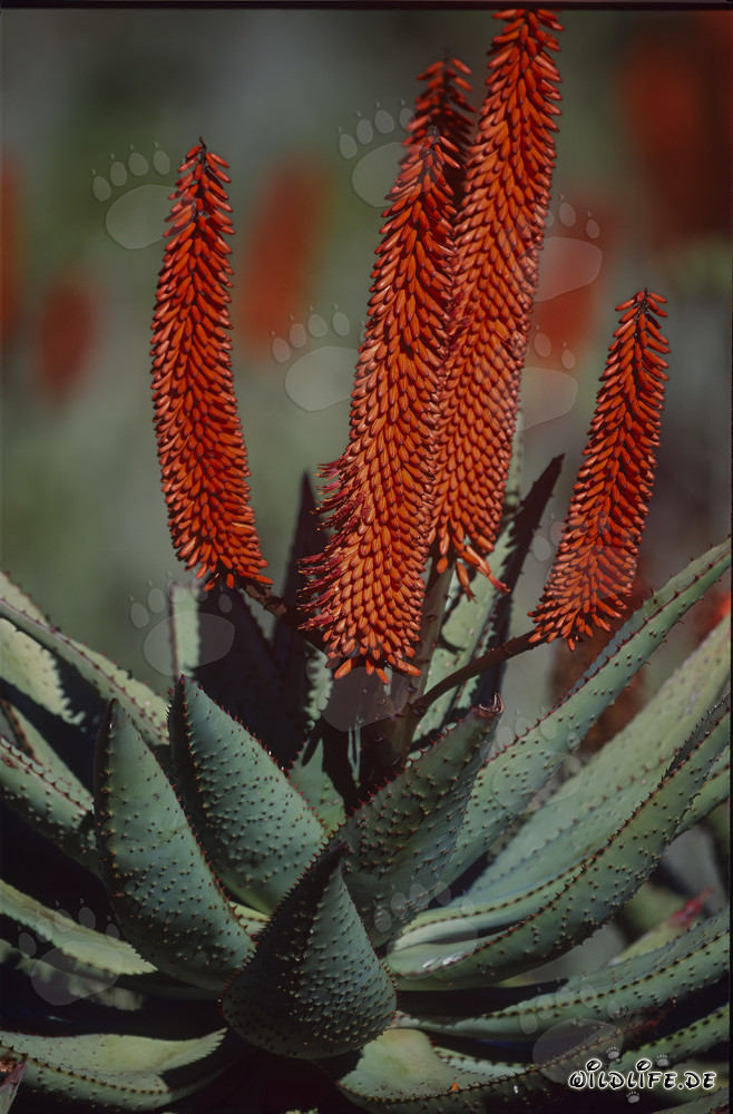 Majestätische Blüte der Aloe Ferox in der Wildnis Südafrikas