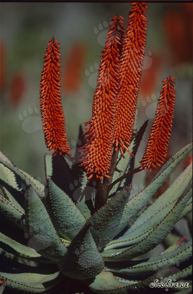 Fioritura maestosa dell'Aloe Ferox nella natura selvaggia del Sud Africa