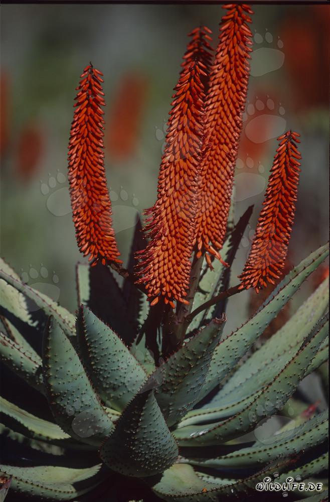 Éclat majestueux de l'Aloe Ferox dans la nature sauvage d'Afrique du Sud