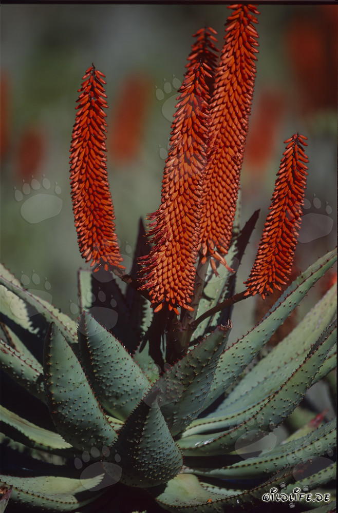 Florecimiento majestuoso de la Aloe Ferox en la naturaleza salvaje de Sudáfrica
