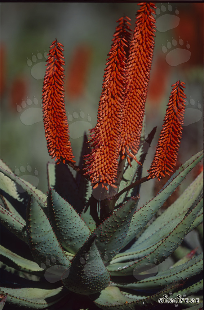 Majestic Bloom of Aloe Ferox in the Wilderness of South Africa