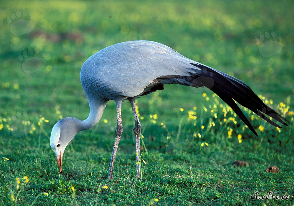 Blue Crane on blooming flower meadow