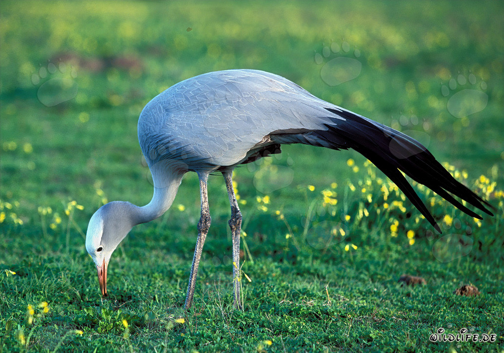 Grulla del paraíso en un prado de flores en flor