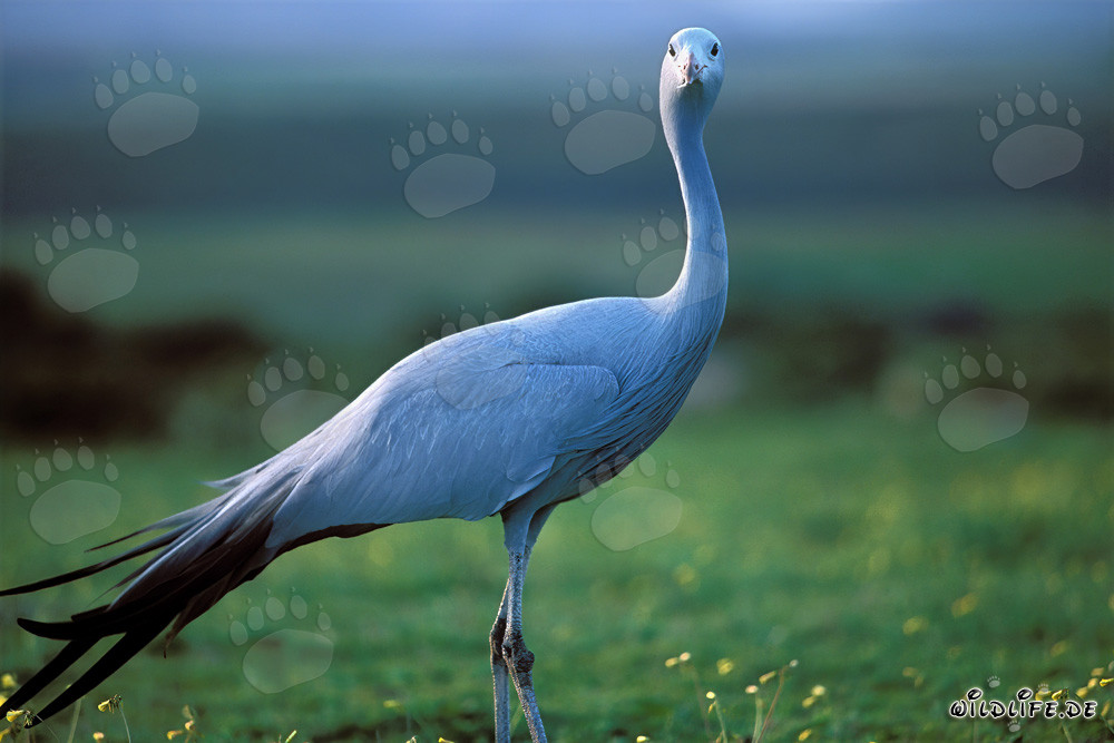 Fascinating portrait of a Blue Crane in South Africa