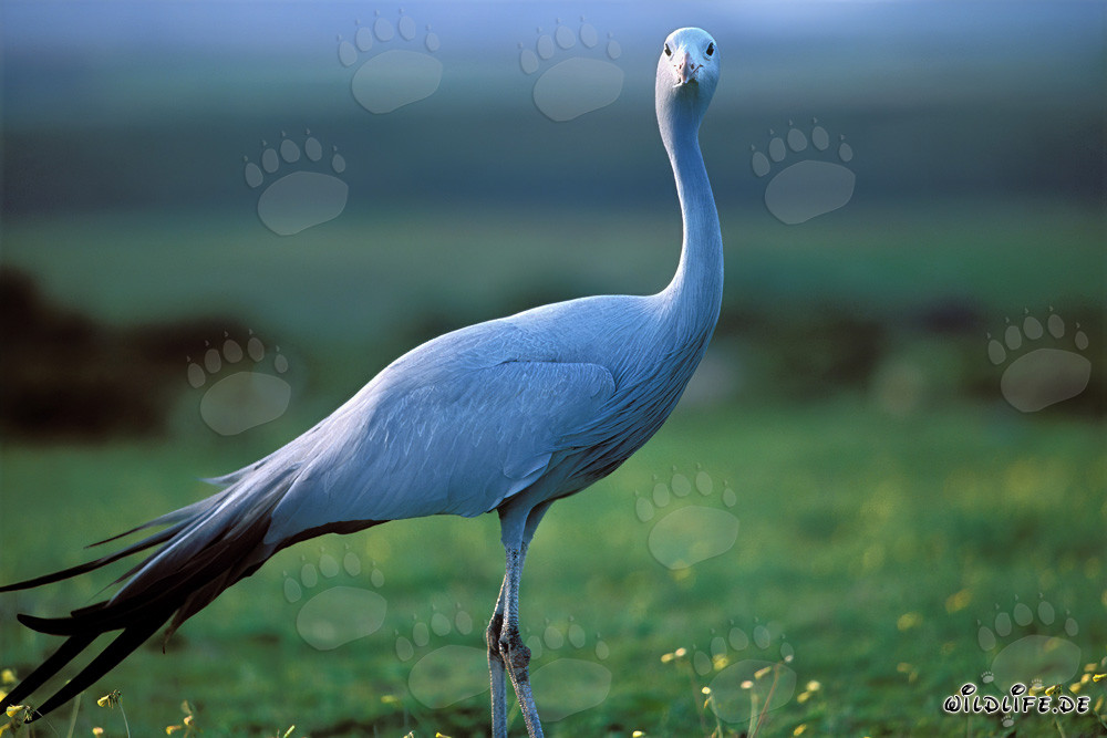 Portrait fascinant d'une grue paradisiaque en Afrique du Sud
