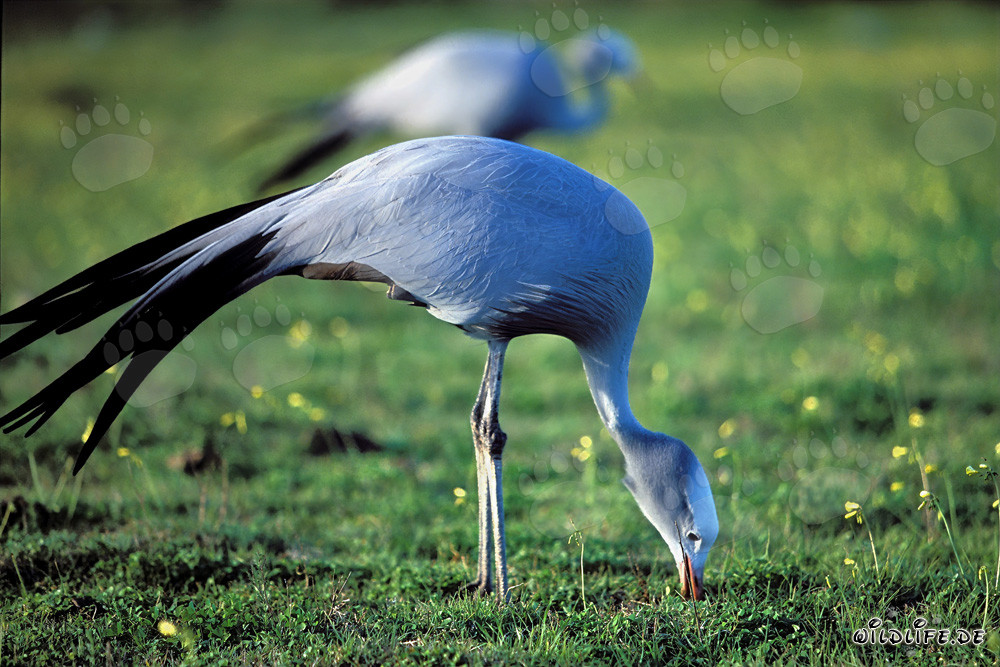Blue Cranes searching for food in the picturesque meadow