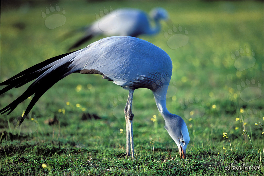 Grues paradisiaques à la recherche de nourriture dans la prairie pittoresque