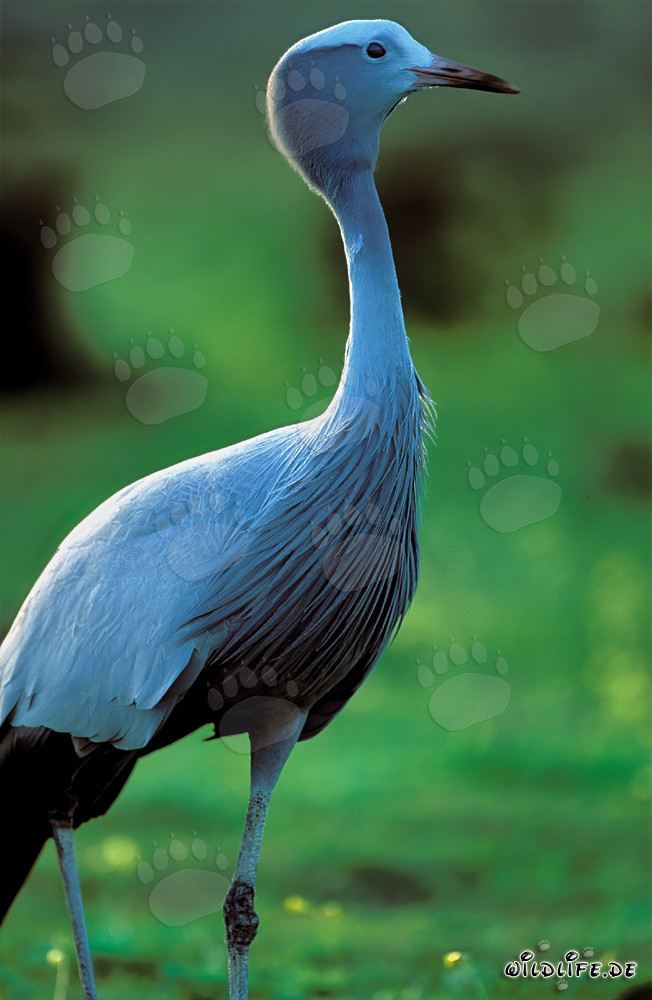 Rare Blue Crane spotted in idyllic surroundings
