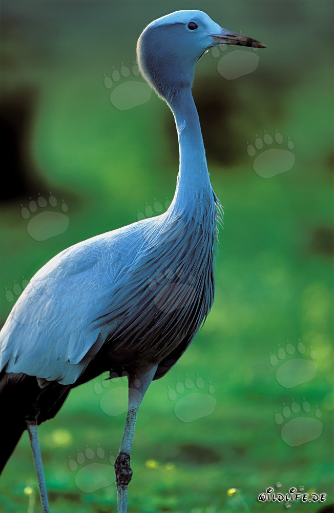 Rara grulla del paraíso descubierta en un entorno idílico