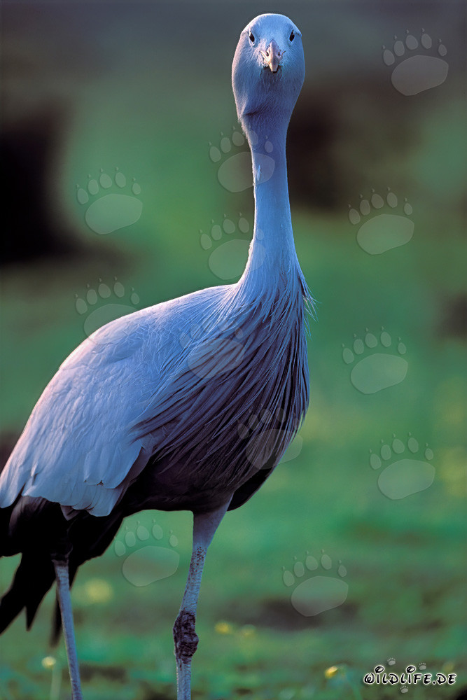 Une grue paradisiaque curieuse observe son environnement