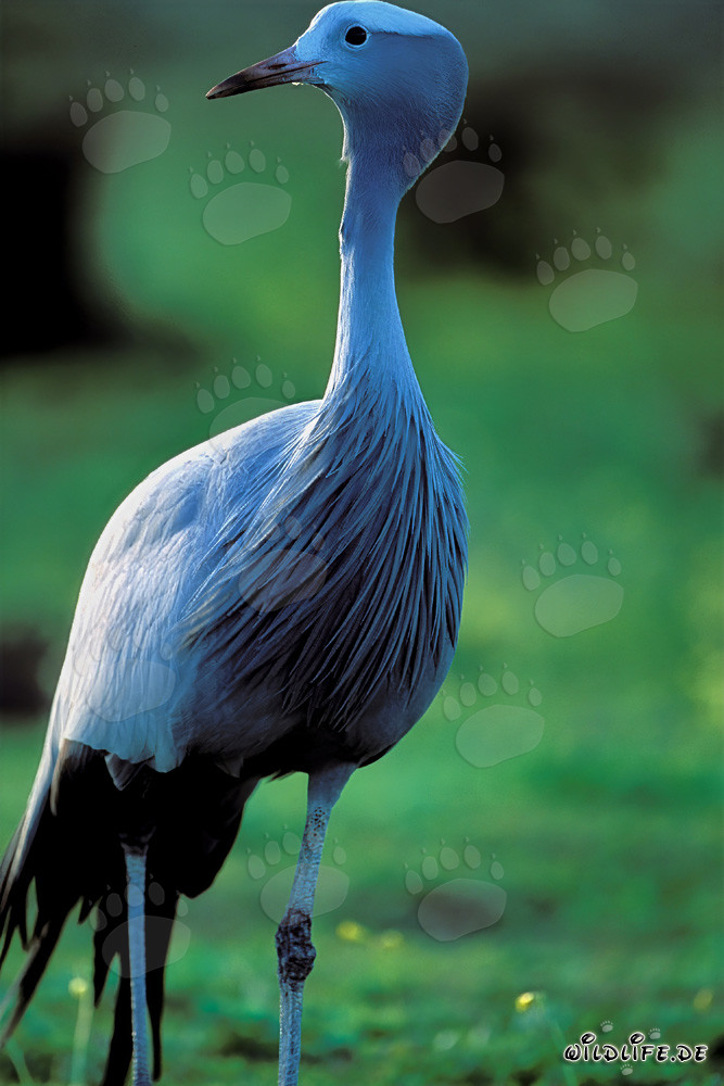 Elegant Blue Crane in the idyllic meadow