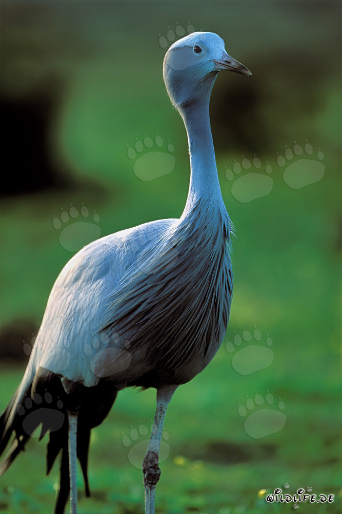 Blue Crane - The Majestic National Bird of South Africa