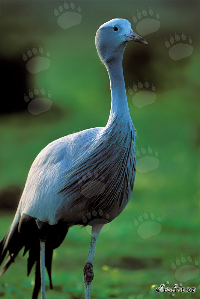 Grue du paradis - L'oiseau national majestueux d'Afrique du Sud