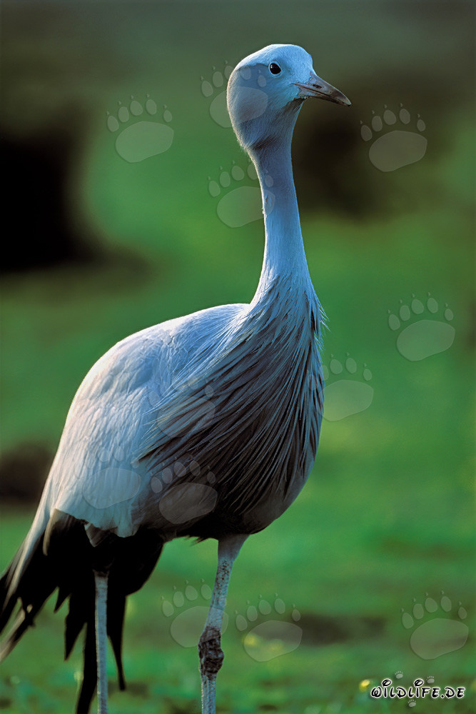 Gruiforme del paraíso - El majestuoso pájaro nacional de Sudáfrica
