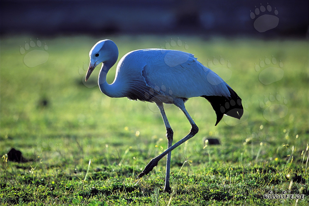 Rara grulla paraíso pasea por el prado verde