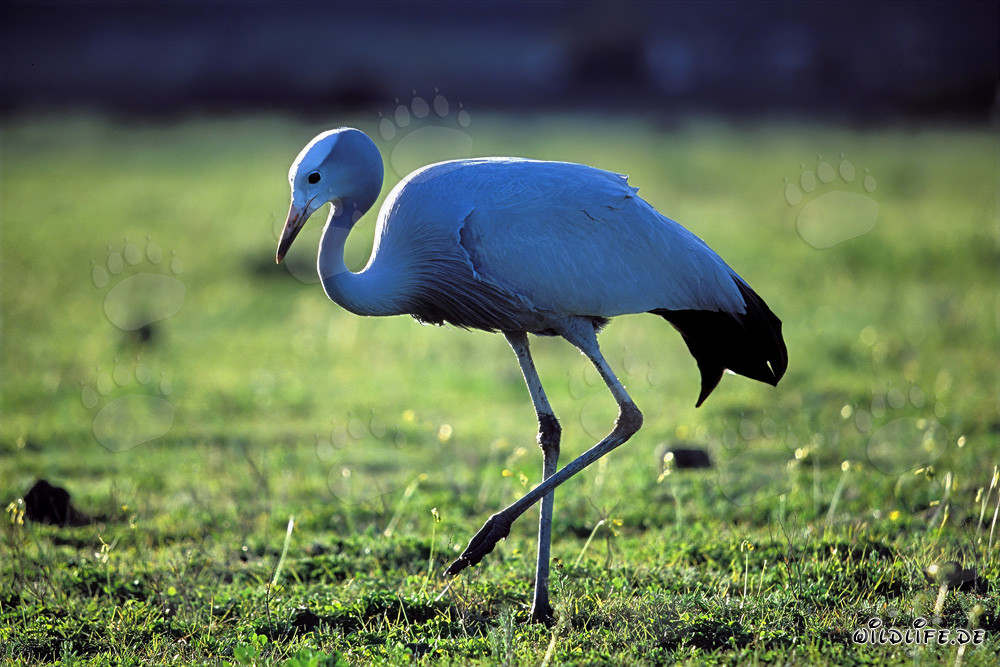 Rare Blue Crane strolling across the green meadow