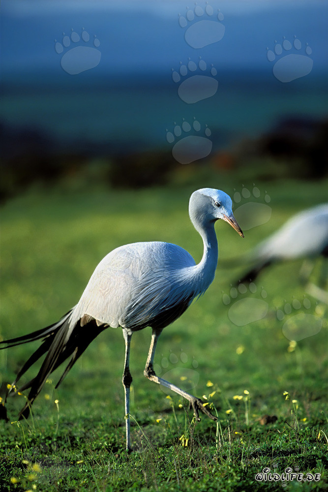 Graceful Blue Cranes on a Green Meadow