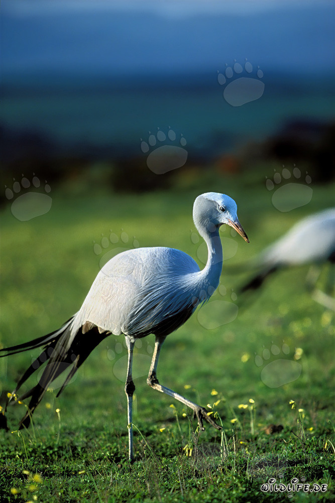 Gracieuses grues paradis sur un pré verdoyant
