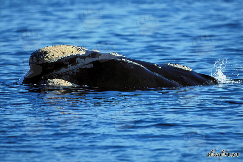 Baleine franche australe avec des callosités marquantes sur la tête dans l'Atlantique Sud