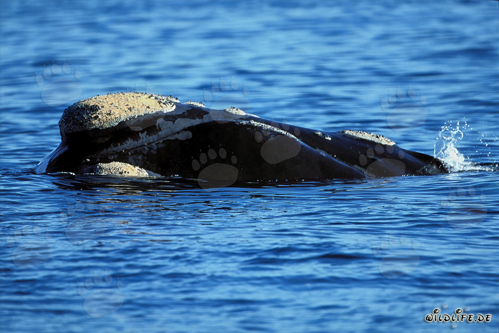 Balena franca australe con callosità distintive sulla testa nell'Atlantico del Sud