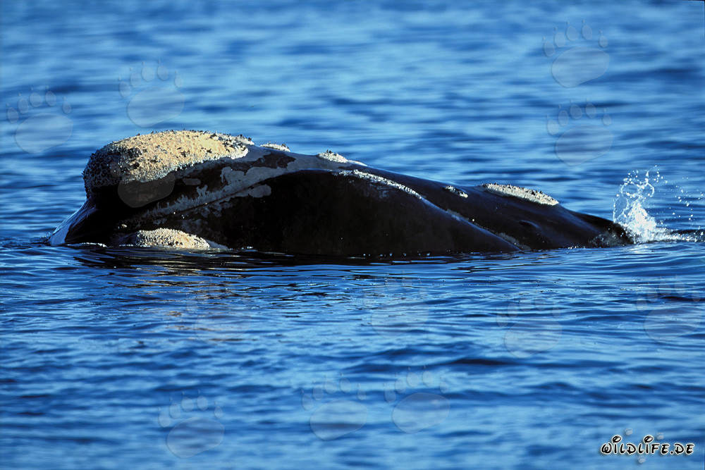Ballena franca austral con callosidades marcadas en la cabeza en el Atlántico Sur
